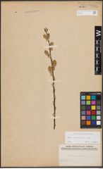 Foto von Salix cinerea L.